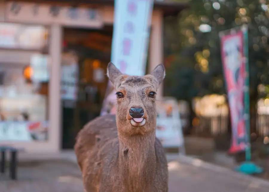 A deer looking at the camera in Nara